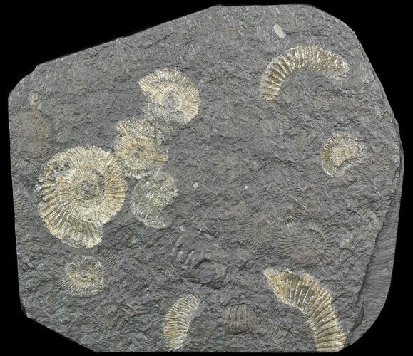Dactylioceras Ammonite Cluster - Cyber Monday Deal! #52924
